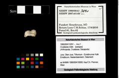 Foto (Objekt + Etikett) von Crustacea indet.  (NHMW-GEO-1990-0041-3291)